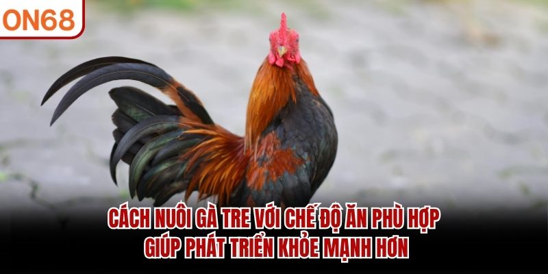 Cách nuôi gà tre với chế độ ăn phù hợp giúp phát triển khỏe mạnh hơn