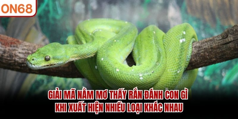Giải mã nằm mơ thấy rắn đánh con gì khi xuất hiện nhiều loại khác nhau