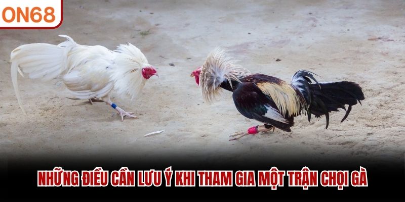 Những điều cần lưu ý khi tham gia một trận chọi gà
