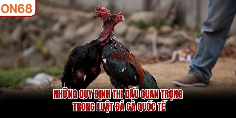 Những quy định thi đấu quan trọng trong luật đá gà quốc tế