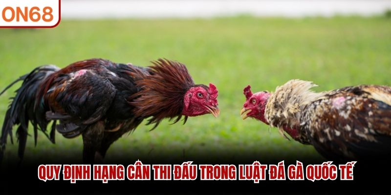 Quy định hạng cân thi đấu trong luật đá gà quốc tế