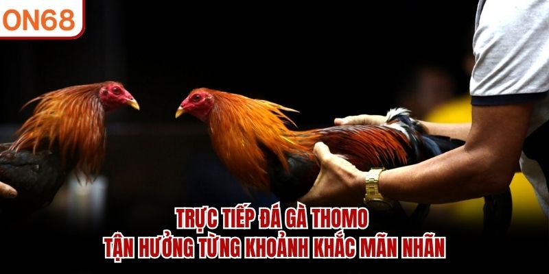 truc-tiep-da-ga-thomo-tan-huong-tung-khoanh-khac-man-nhan